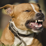 common dog bit injuries common dog bit injuries