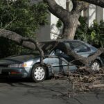 Car trapped under fallen tree after wind storm. Car trapped under fallen tree after wind storm.